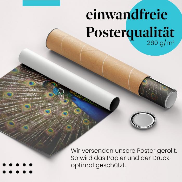 Gerolltes Poster "Pfau" - Prachtvoller Vogel, sicher verpackt.