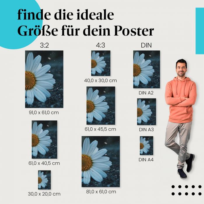 Entdecke die passende Postergröße: Margerite, Asphalt, Kontrast, melancholisch.