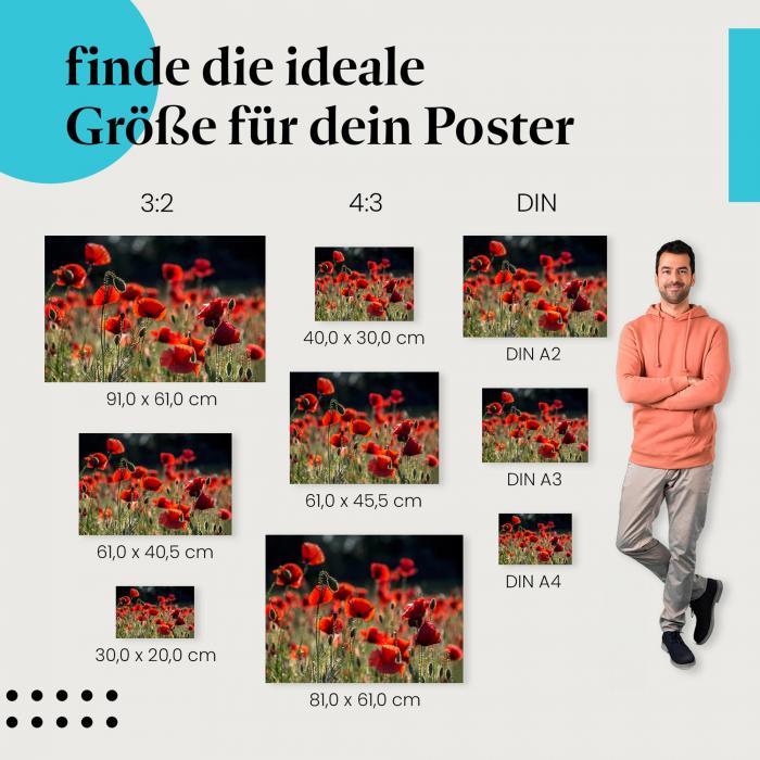 Farbenpracht der Natur: Poster "Leuchtend rotes Mohnblumenfeld" - Rote Blüten & grüne Stängel