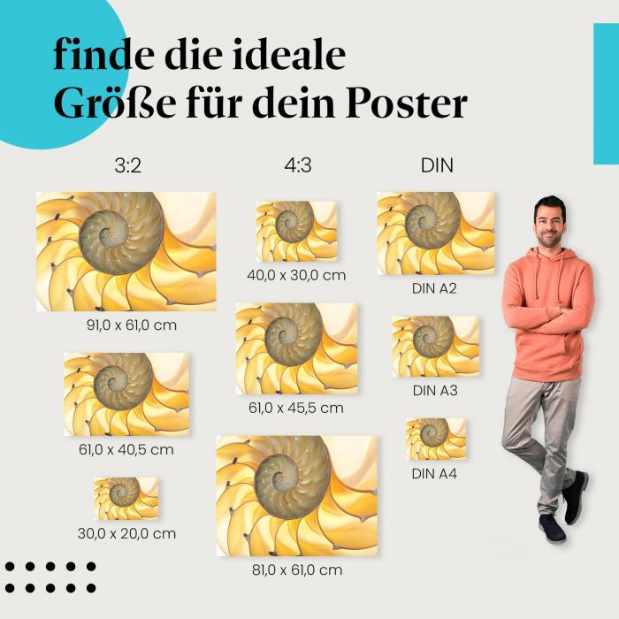 Nautilus-Muschel Poster: Meer Poster - finde die perfekte Größe!