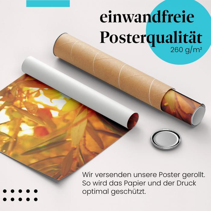 "Olivenhain": Gerolltes Poster - goldene Stunde, Sonne.