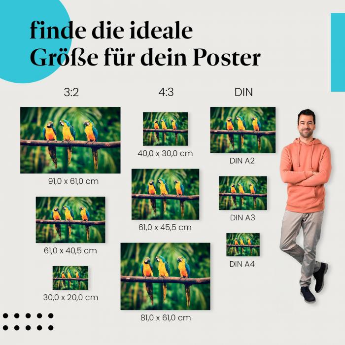 Entdecke die passende Postergröße: Papageien im Dschungel, gelbe, blaue, grüne Federn.