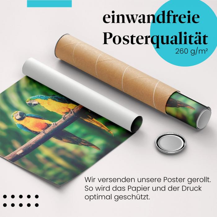 Gerolltes Poster "Papageien im Dschungel". Tropische Natur, sicher verpackt.