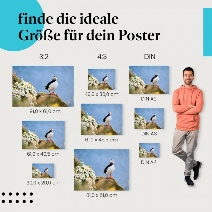 Papageientaucher, Poster: Felsen, Margeriten, blau.