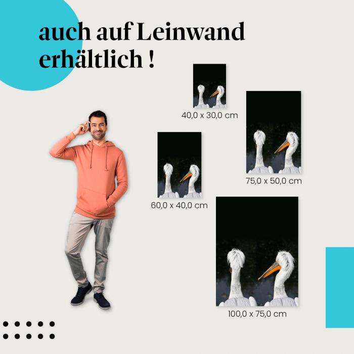 Leinwandbild "Zwei Pelikane": Tierwelt & Zoo