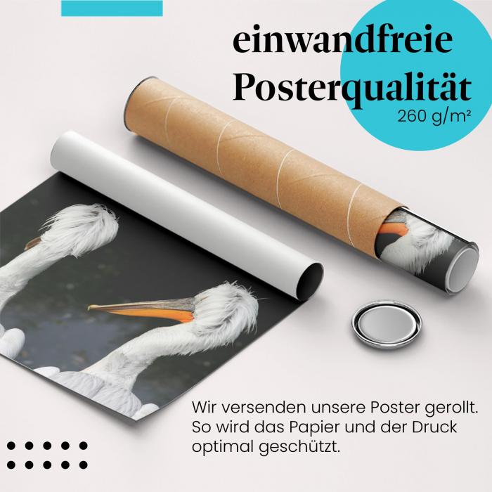 Gerolltes Poster "Pelikane", Profil, zwei.