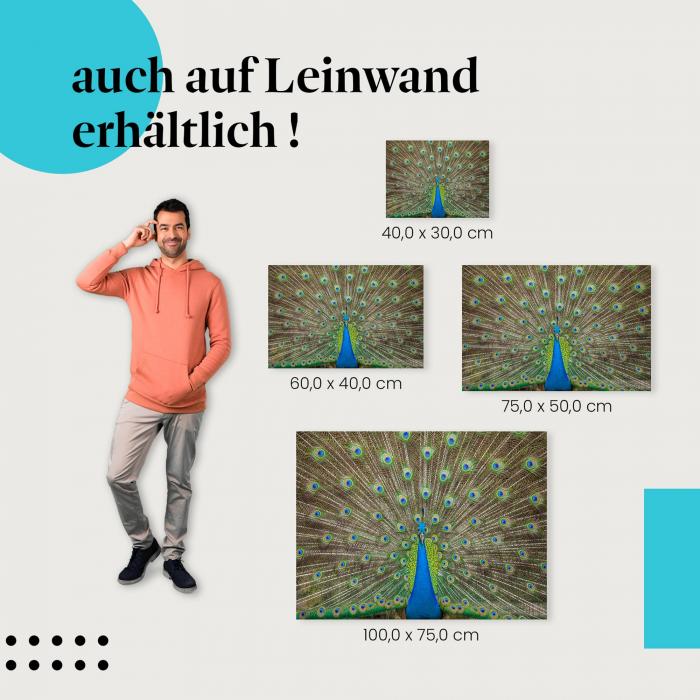 Pfau: Leinwandbild. Federkleid, Blau & Grün, Augen.