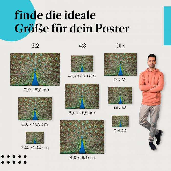 Pfau, Poster: Federkleid, Blau, Grün, Augen.