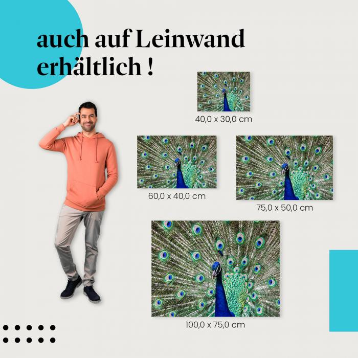 Pfau: Leinwandbild. Federkleid, blau, grün.