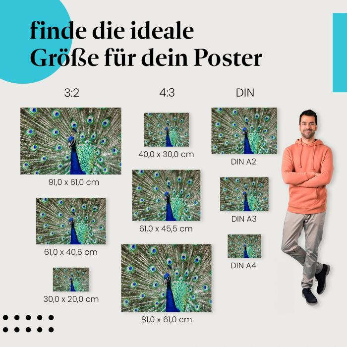 Pfau, Poster: Federkleid, blau, grün.