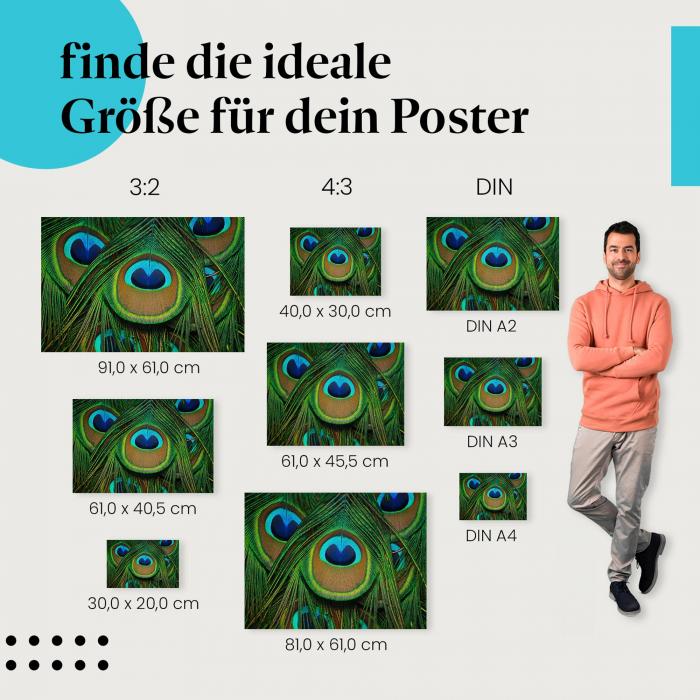 Finde die ideale Postergröße: Pfauenfedern, Nahaufnahme, Grün- und Blautöne.