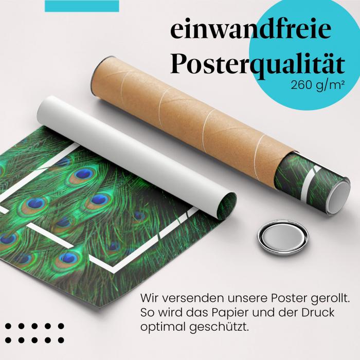 Gerolltes Poster "Pfauenfedern" - Exotische Schönheit, sicher verpackt.