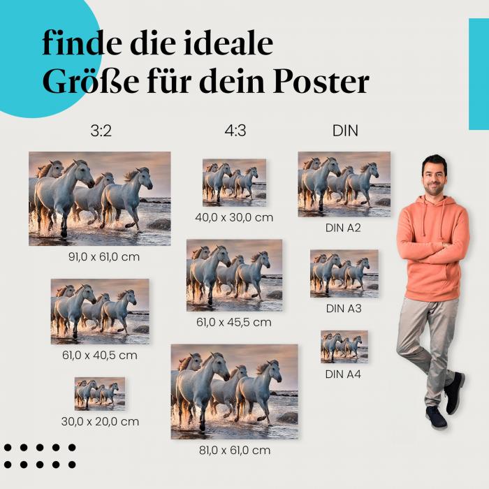 Pferde, Poster: Weiß, Wellen, Strand, Gischt, Sonne.