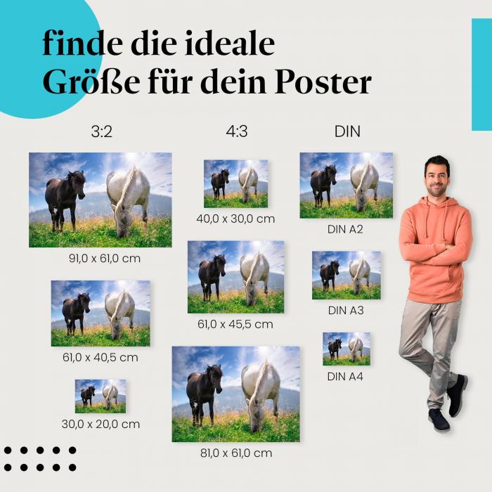 Pferde, Poster: Schwarz, weiß, Weide, blauer Himmel.