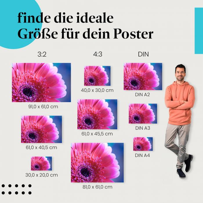 Finde die ideale Postergröße: Pinke Gerbera, Makroaufnahme, leuchtende Farben, Struktur.