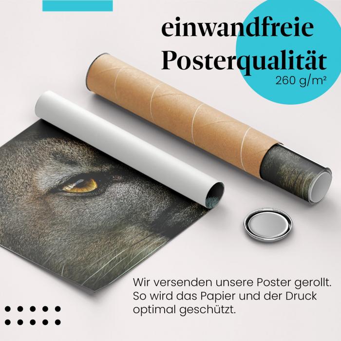 Gerolltes Poster "Puma". Wildkatze, sicher verpackt.