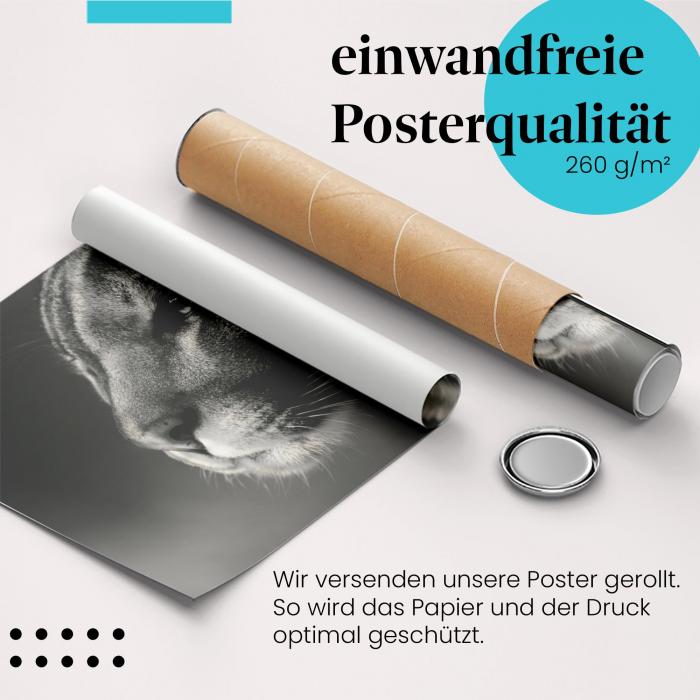 Gerolltes Poster "Puma" - Raubtier, sicher verpackt.