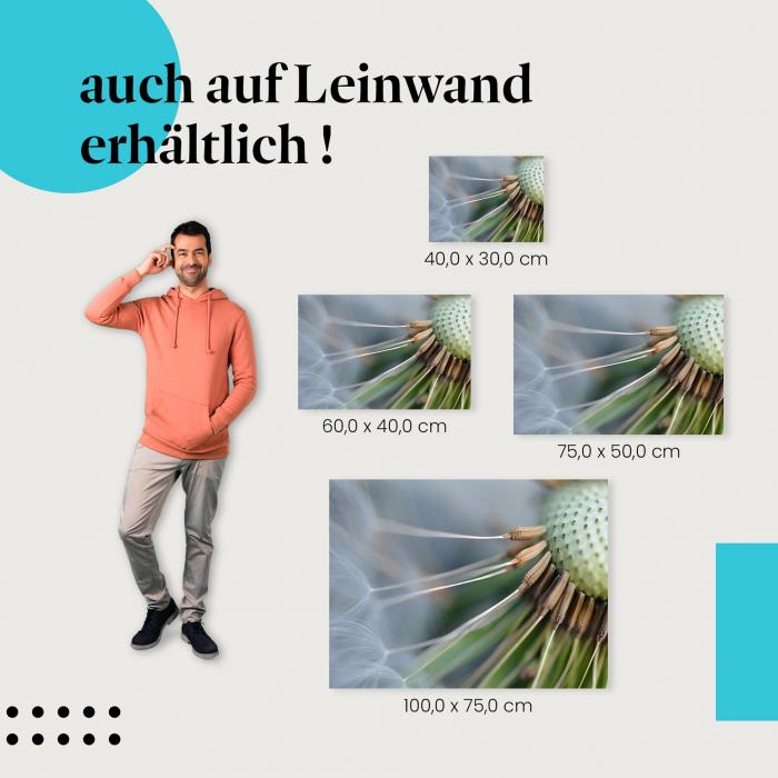 "Makroaufnahme einer Pusteblume" Leinwandbild. Finde die ideale Größe für dein Zuhause & setze Akzente mit Kunst!