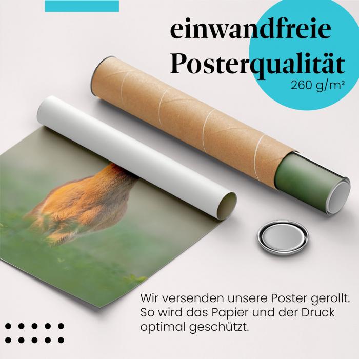 Gerolltes Poster "Rehbock" - Wildtier, sicher verpackt.