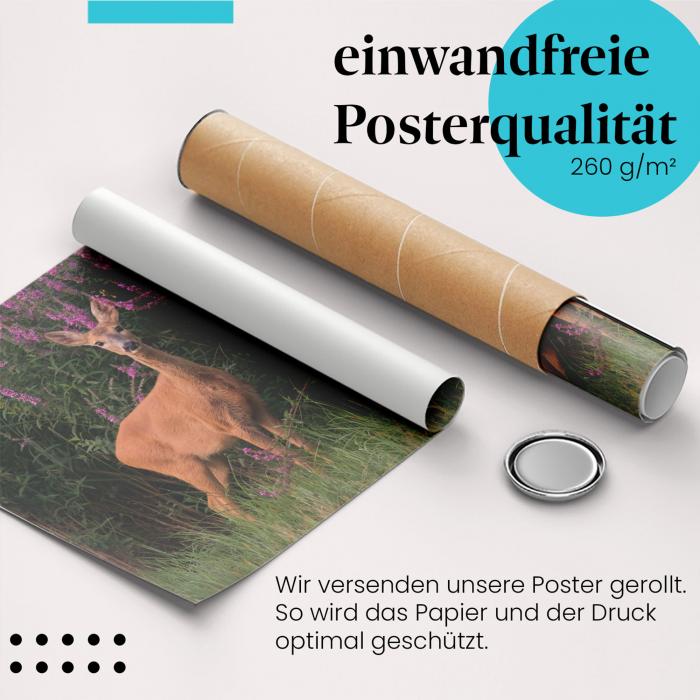 Gerolltes Poster "Reh im Feld". Wildtier & Blumen, sicher verpackt.