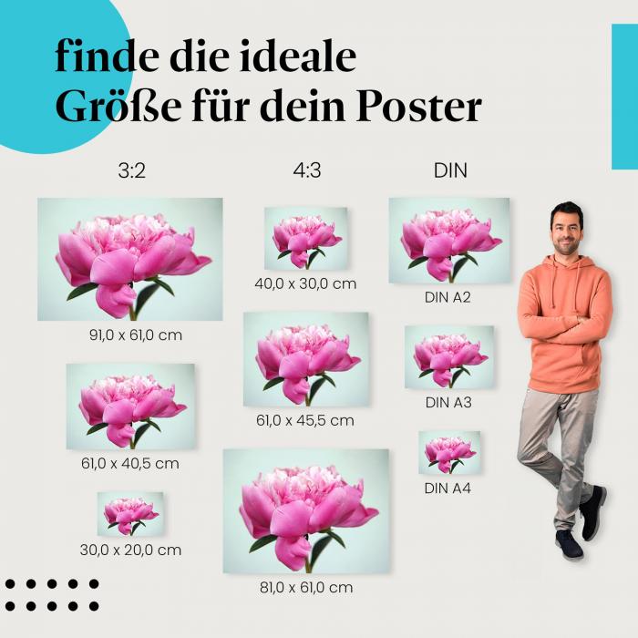 Rosafarbene Pfingstrose Poster: Blütenpracht in voller Blüte!