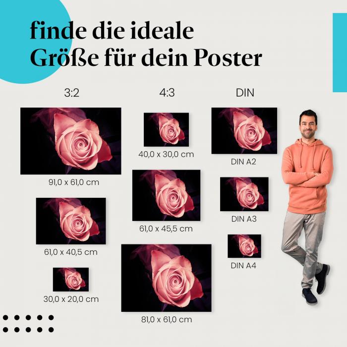 Finde die ideale Postergröße: Rosa Rose, Blüte, dunkler Hintergrund, Liebe.