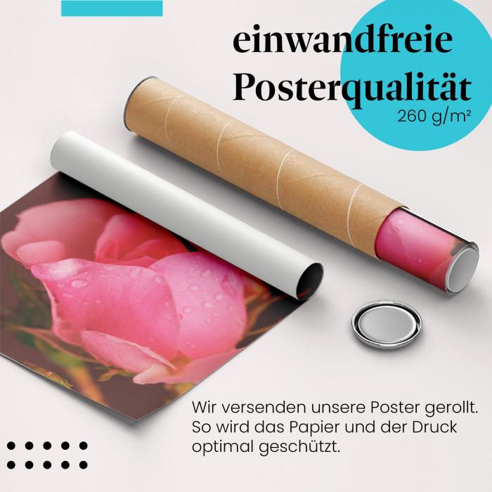 Gerolltes Poster "Rose mit Tautropfen". Blumen & Wasser, sicher verpackt.