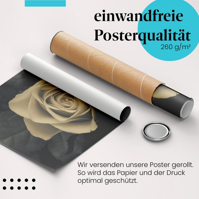 Gerolltes Poster "Rose in Sepia" - Zeitlose Schönheit, sicher verpackt.