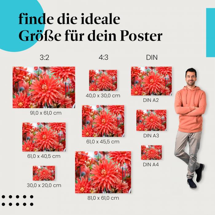 Finde die ideale Postergröße: Rote Dahlien, Blütenpracht.