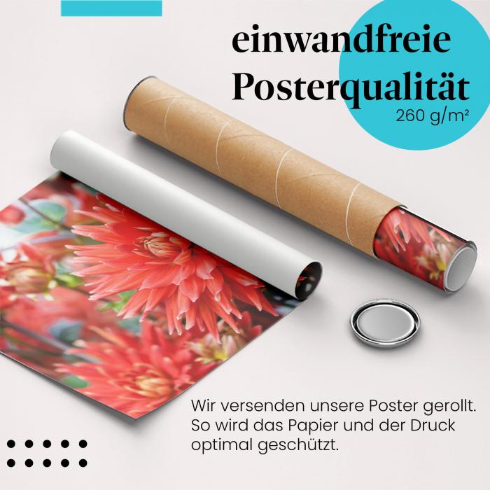 Gerolltes Poster "Rote Dahlien" - Blumiges Design, sicher verpackt.