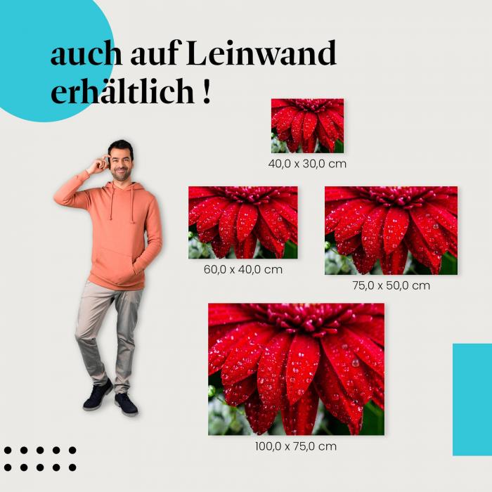 Gerbera: Leinwandbild. Rot, Makro, Wassertropfen.