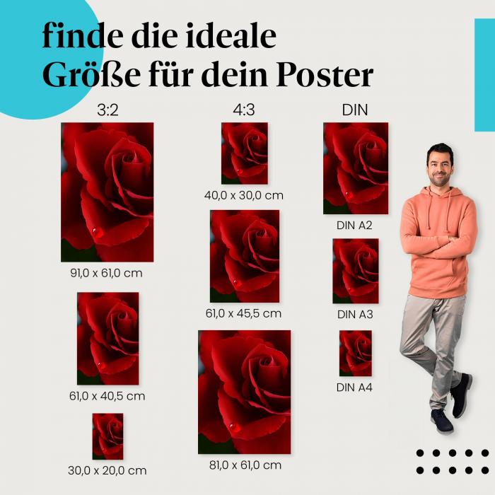 Rote Rose, Poster: Blüte, Wassertropfen, Schönheit.