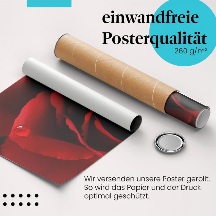 Gerolltes Poster "Rose". Zeitlose Schönheit, sicher verpackt.