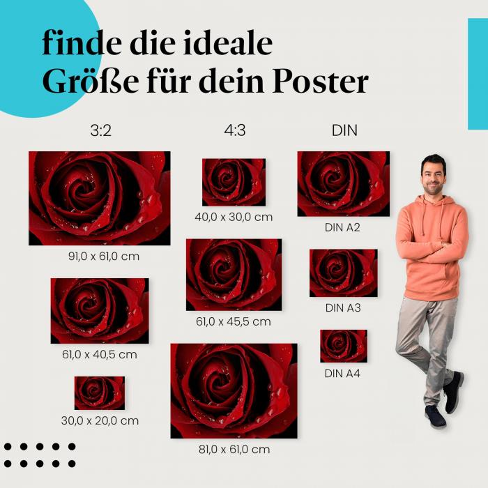 Rote Rose mit Tautropfen Poster: Entdecke jetzt die passende Größe!