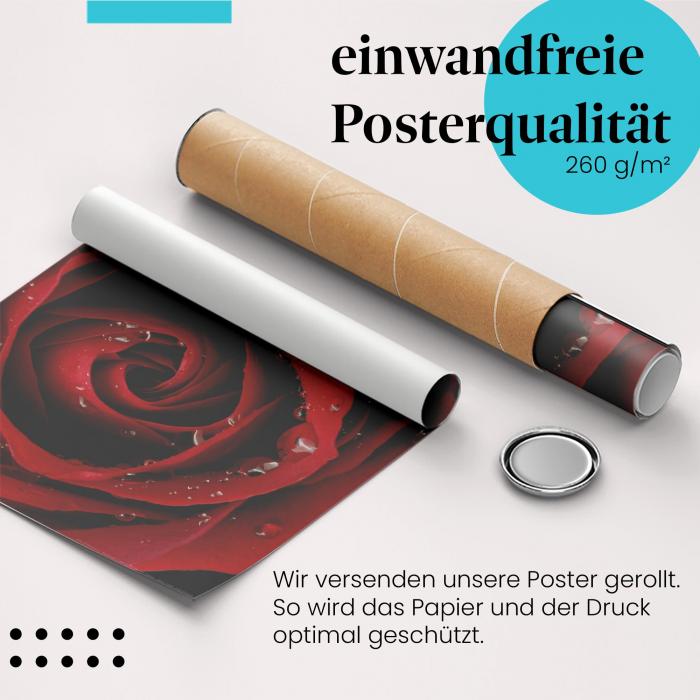 "Rote Rose mit Tautropfen": Gerolltes Poster - Sinnlichkeit pur.