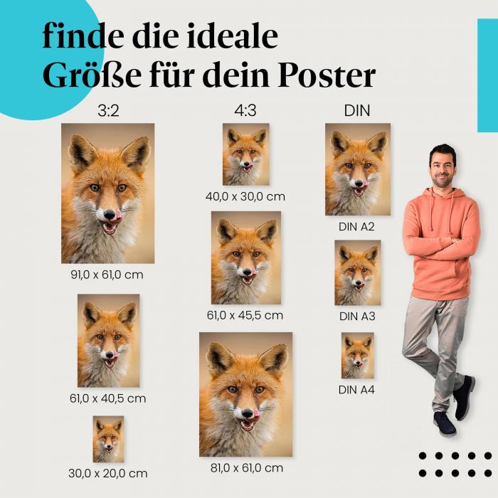 Fuchs, Poster: Rot, Blick, Zunge, Augen.