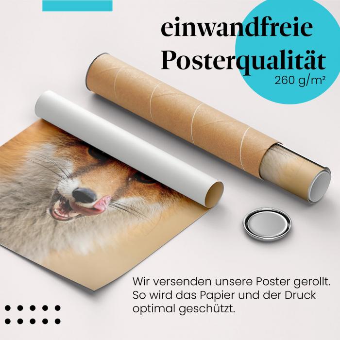 Gerolltes Poster "Fuchs" - Wildtier, sicher verpackt.