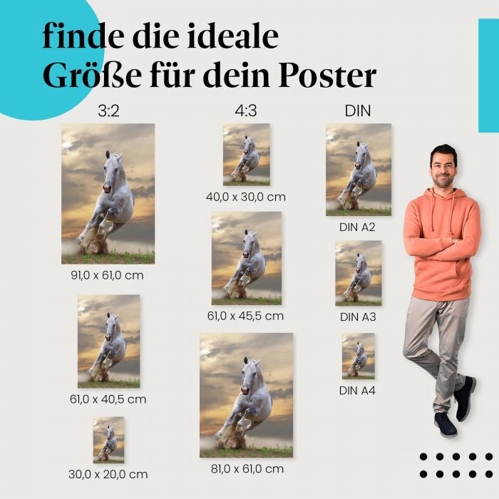 Schimmel Poster: Edles Pferd - Poster in verschiedenen Größen.