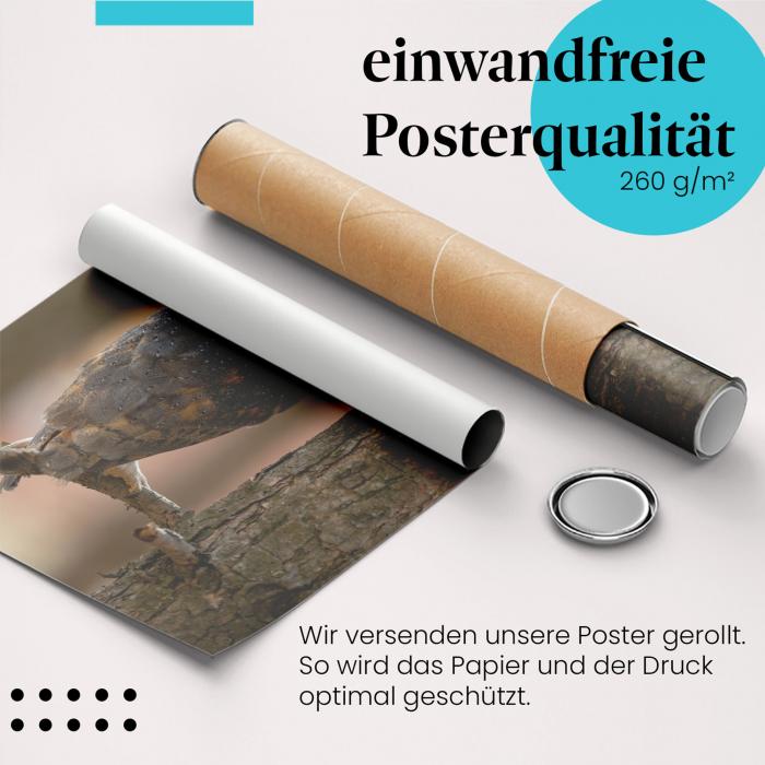 Gerolltes Poster "Schleiereule" - Vogelportrait, sicher verpackt.