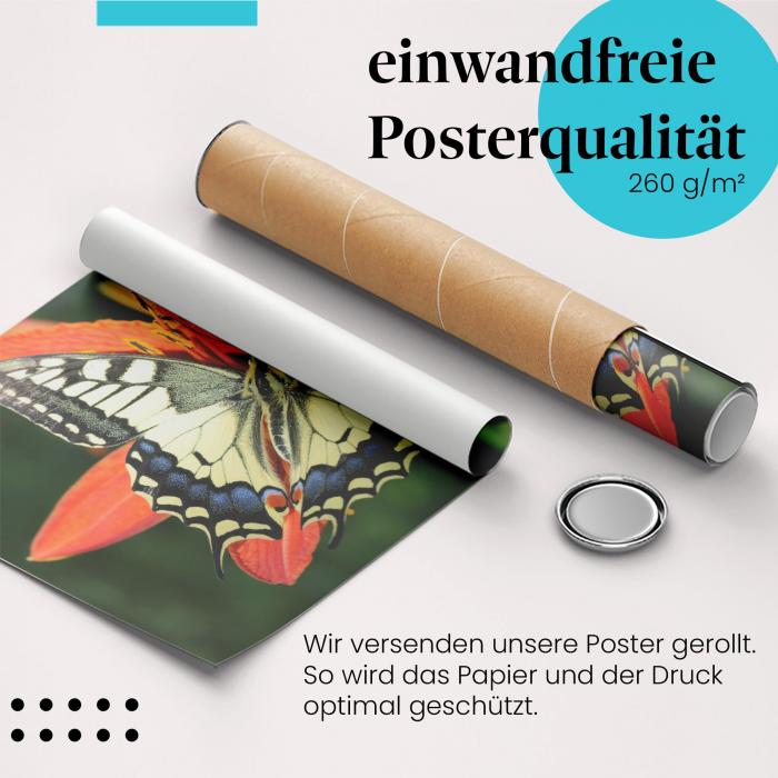 Gerolltes Poster "Schmetterling & Lilie". Sommerliche Blütenpracht, sicher verpackt.