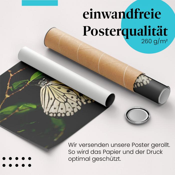 Gerolltes Poster "Schmetterling". Insekt & Natur, sicher verpackt.