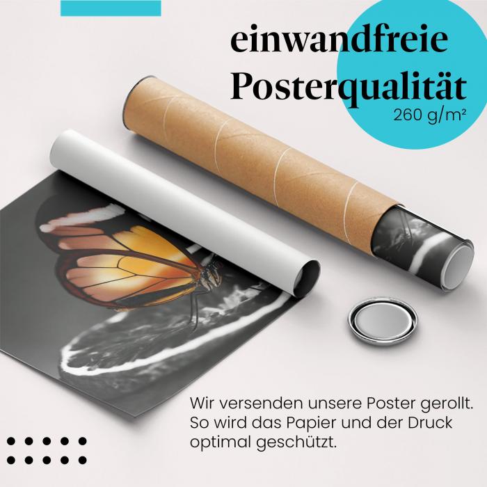 Gerolltes Poster "Schmetterling auf Orange" - Kunstvolle Fotografie, sicher verpackt.