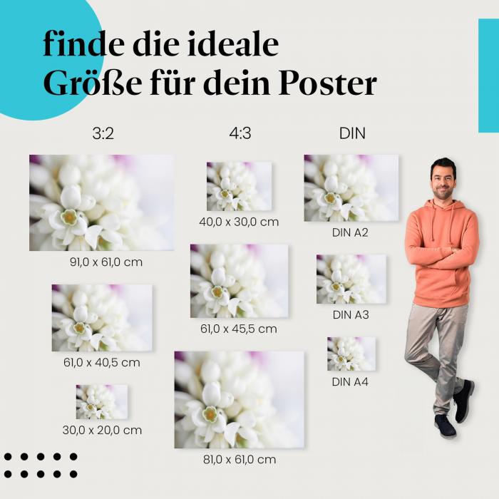 Schneeglöckchen, Poster: Weiß, Makroaufnahme, Frühling.