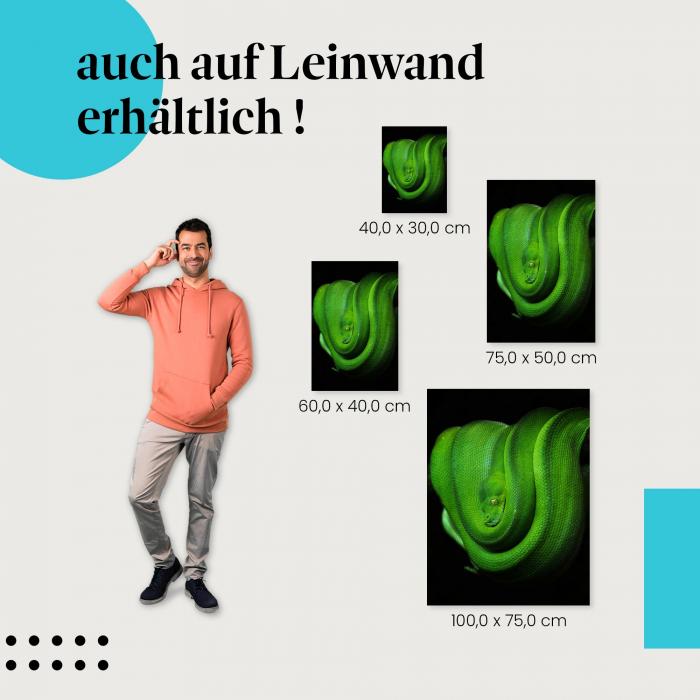 Smaragdgrüne Schlange: Leinwandbild. Aufgerollt, hypnotischer Blick. Wähle deine Größe!