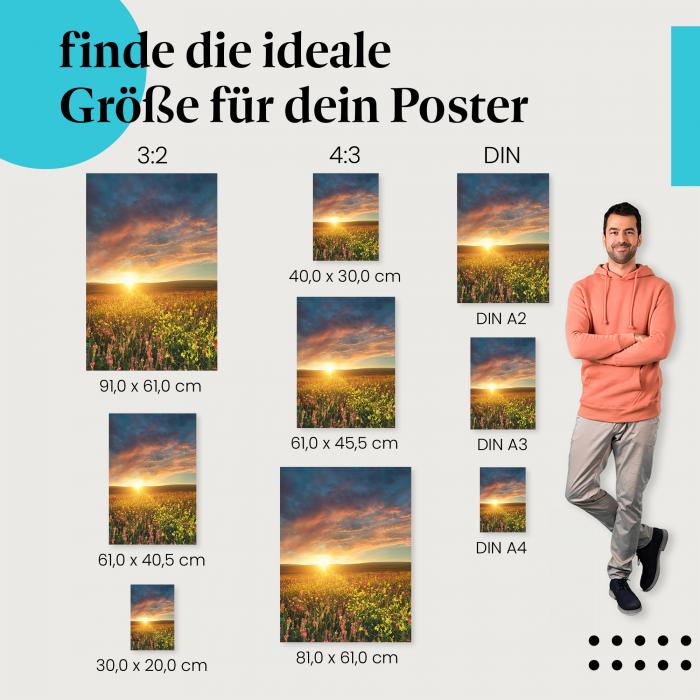 Blumen, Poster: Feld, Sonnenaufgang, farbenfroh.