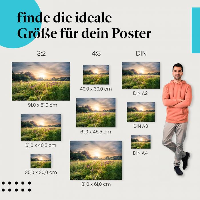 Sommerwiese, Poster: Sonnenaufgang, Blüten, warmes Licht.