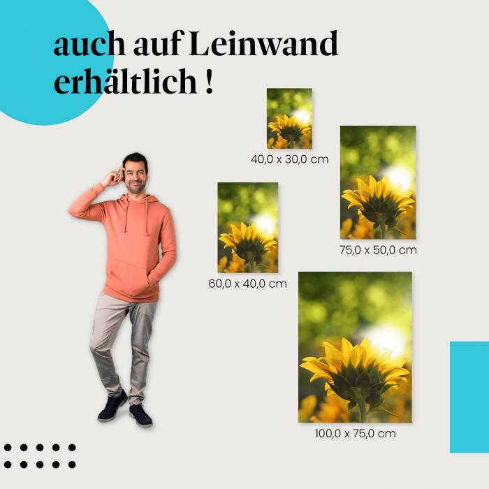 "Sonnenblume im Gegenlicht" Leinwandbild. Finde die ideale Größe für dein Zuhause & setze Akzente mit Kunst!