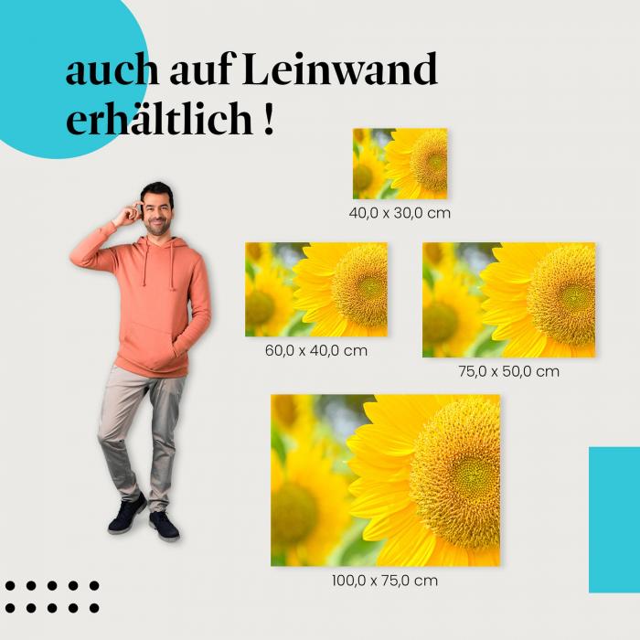 Sonnenblume: Leinwandbild. Nahaufnahme der Blüte. Wähle deine Wunschgröße.