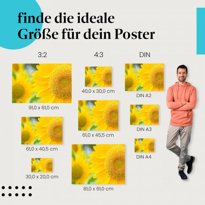 Entdecke die passende Postergröße: Leuchtend gelbe Sonnenblume, Nahaufnahme.