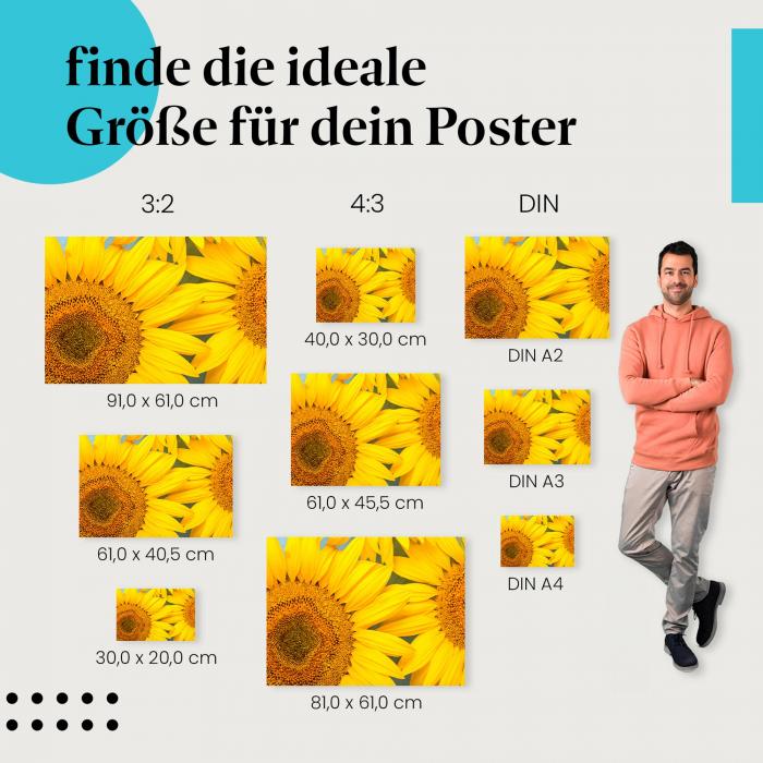 Wähle die ideale Postergröße: Zwei leuchtend gelbe Sonnenblumen, Nahaufnahme.